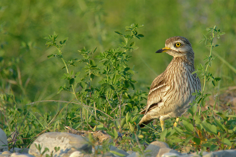 Occhione in Digiscoping